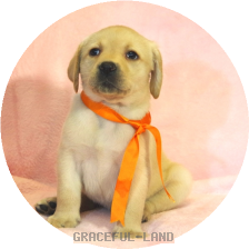 英国ラブラドールの子犬